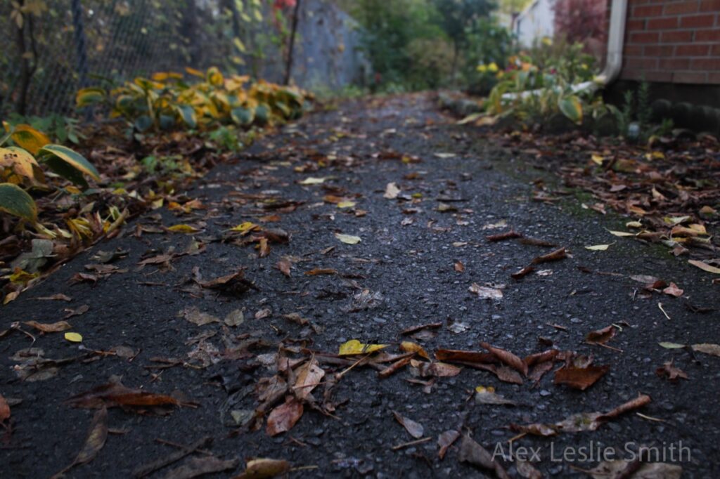 Pavement with dead leaves scattered throughout.
