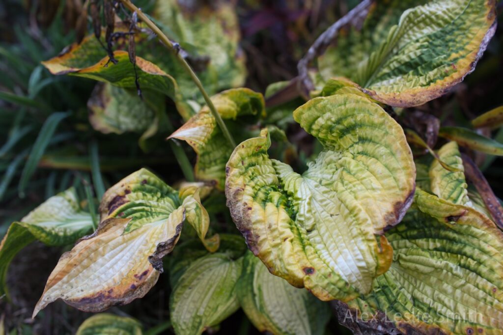 Plants during the fall.